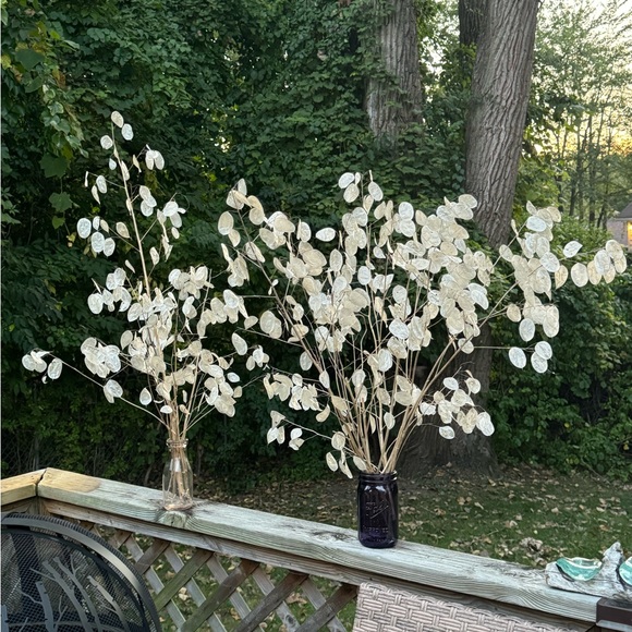 🪷64 Money ‘Silver Dollar’ Luck Lunaria Plant Seeds, Non-GMO Heirloom🪷 - Picture 9 of 14